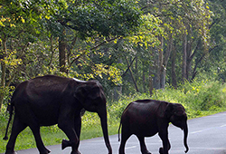 Wayanad Packages