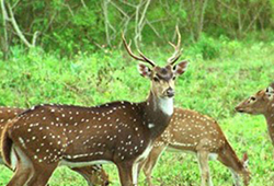 Malabar Wild Life